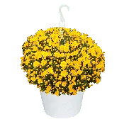 10" Hanging Basket Mum Sundance Yellow