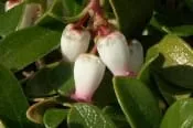 ARCTOSTAPHYLOS UVA-URSI, Kinnickinnick 1 gallon