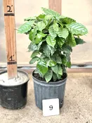 09″ Coffee Arabica