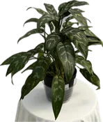 Aglaonema Emerald Beauty 6"