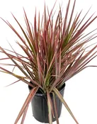 10″ Dracaena Marginata