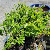 Vaccinium corymbosum 'Top Hat' (Highbush Blueberry)