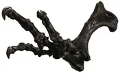 Acrocanthosaurus atokensis Right Arm