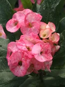 Big Bloom Cotton Candy Giant Crown of Thorns (colossal euphorbia)
