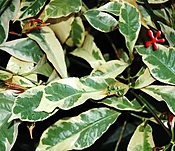 Excoecaria cochinchinensis 'Firestorm' 'Chinese Croton'