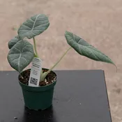 Alocasia 'Maharani'