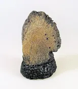 Triceratops Hoof with Base