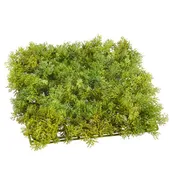 10" Moss Sheet