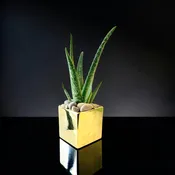 POTTED ALOE 4"
