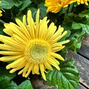 5 1/2 " Annuals