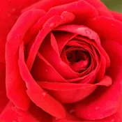 Kashmir Shrub Rose