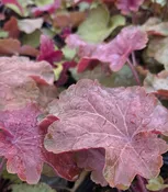 1G Heuchera X Villosa 'Big Top Caramel Apple' - 1027756