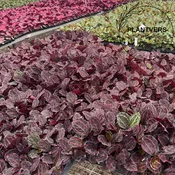 2” Assorted Calathea Bulk 10 Pots ( Easy Care Indoor Plant Case of 10 Pots)