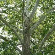 American Sycamore Trees