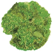 Amanda Lettuce
