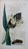 1426 (Ginger) The Botanical Magazine. London, 1812.