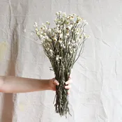 Dried Ammobium