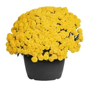Chardon Middle School 12-Inch Mums