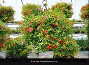 6 Gallon Anderson Basket Side Planted- c1a