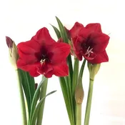 Amaryllis & Caladium Bulb Company Gift Card