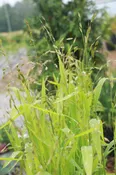 Chasmanthium latifolium 'Indian woodoats"