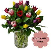 Simply Multicolor Tulips