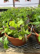 10" Gourmet Lettuce Bowls —  Wagenmaker Greenhouses
