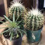 Cactus