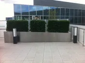 Office Rooftop Hedging.