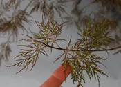 Acer palmatum 'Dragon's Fire' Japanese Maple