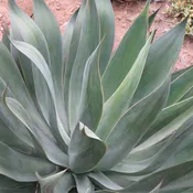 Agave ‘Blue Flame’