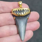 18K Gold Plated Cap Extinct Great White Tooth Necklace Pendant – EGWGLDCAP-2