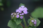 Ageratum 'Blue Horizon'