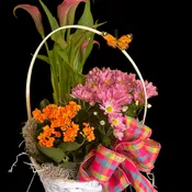 BLOOMING DISH GARDENS