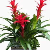 Bromeliad Paradise