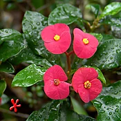 Euphorbia geroldii