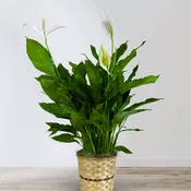 Classic Peace Lily Basket