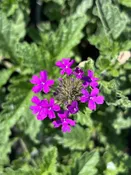 ‘Homestead Purple’ verbena (Glandularia canadensis)