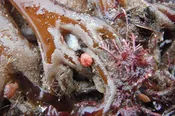Kelp Holdfast | Live Marine Community Sample for Ecology & Classroom Study | Gulf Of Maine, Inc.