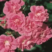 China Doll Potted Rose Bush