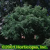 Butternut-White Walnut – Seedlings