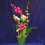 Orchid Creations