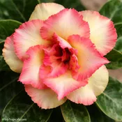 Adenium Cotton Candy, Desert Rose, Grafted