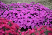 'Paint the Town Fuchsia' Pinks (DIANTHUS PAINT THE TOWN FUCHSIA) - 1 gallon