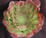 AEONIUM “PLUM PURDY”