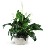 Peace Lily Plant