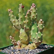 Brittle Prickly Pear - Opuntia fragilis