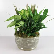 Assorted Green Plants in a Ceramic Planter Large