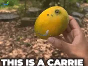 Carrie