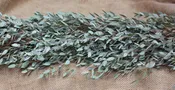 Eucalyptus
